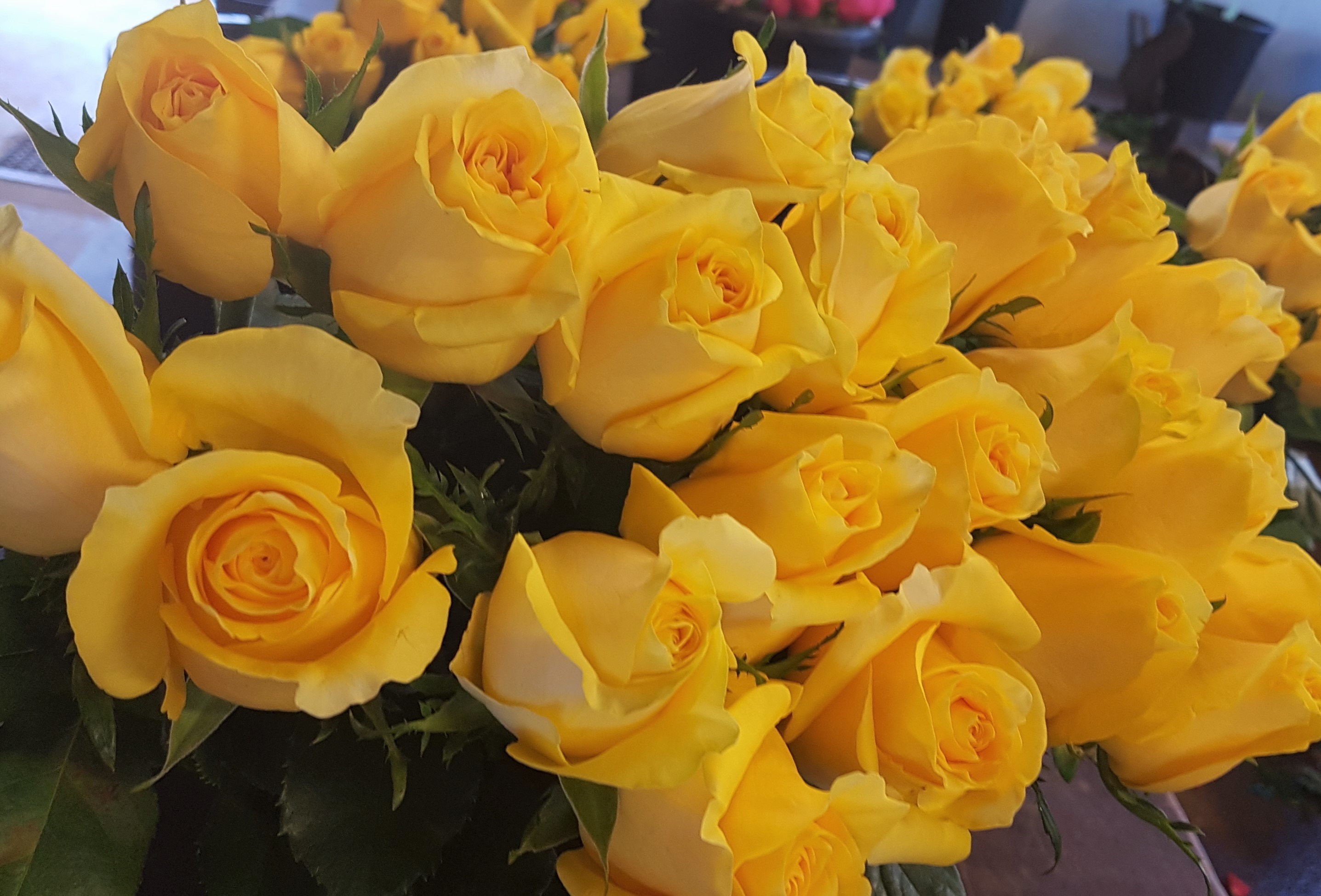 yellow rose - Copy.jpg